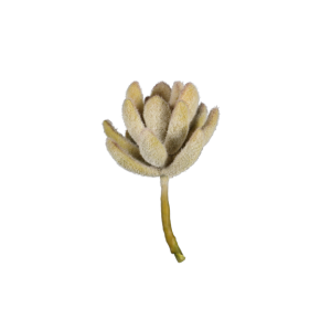 Pianta finta grassa echeveria 15 cm