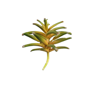 Pianta grassa finta kalanchoe tubiflora