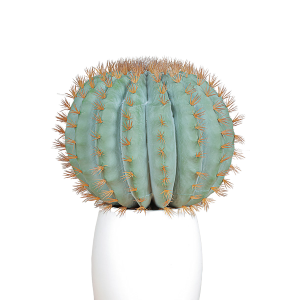 Cactus rotondo pianta finta