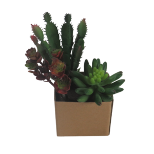 Pianta finta succulenta cactus sedum