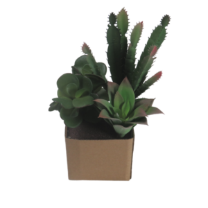 Pianta finta cactus crassola ovata aloe