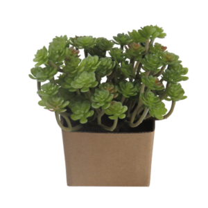Pianta finta succulenta sedum verde