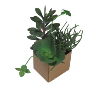 Pianta finta succulenta echeveria sedum