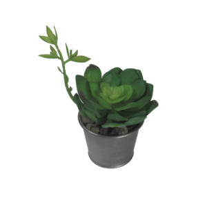 Pianta grassa finta echeveria in vaso