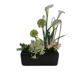 Pianta finta calle allium agapa fresia