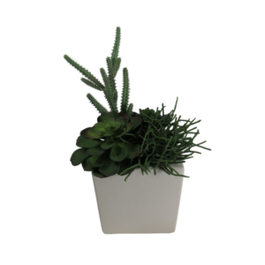 Composizione piante grasse cactus finti