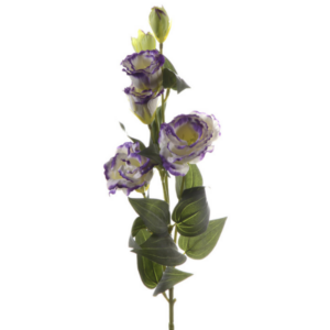 Lisianthus finto