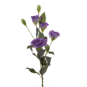 Lisianthus finto