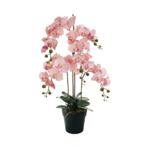 Orchidea finta in vaso