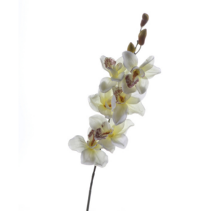 Cymbidium finto