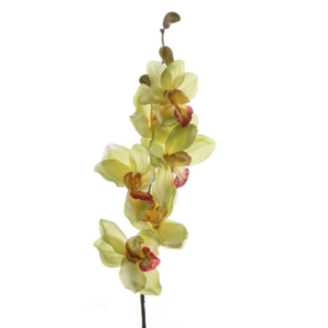 Cymbidium finto