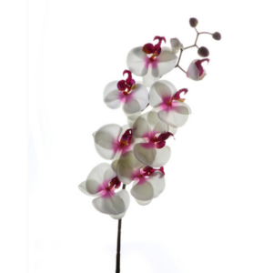 Phalaenopsis finto