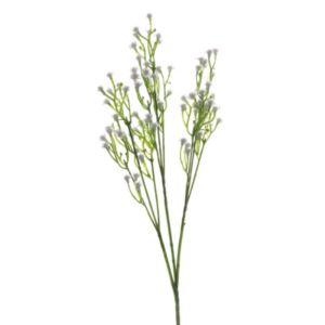 Gypsophila finta