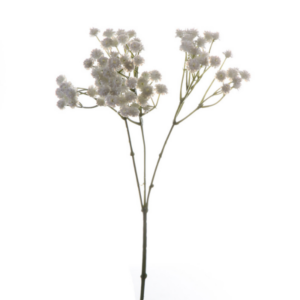 Gypsophila finta