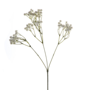 Gypsophila finta
