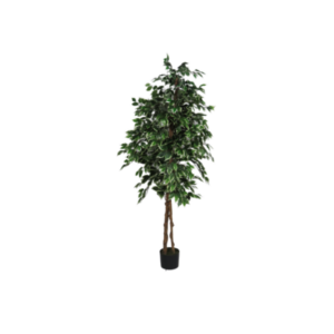 Ficus benjamin pianta finta