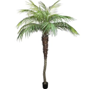 Palma phoenix delle canarie finta