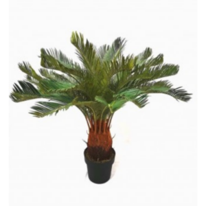 Cycas pianta finta
