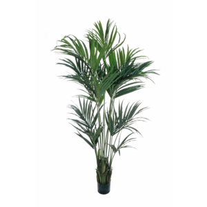 Kenzia finta in vaso 230cm.