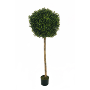 Alternative view of Pianta tonda di bosso artificiale