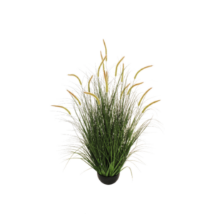 Alternative view of Erba setaria finta in vaso
