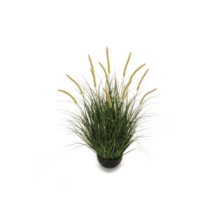 Erba setaria finta in vaso